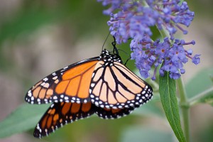 Monarch_butterfly_(6238192720)