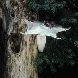 flying_squirrel