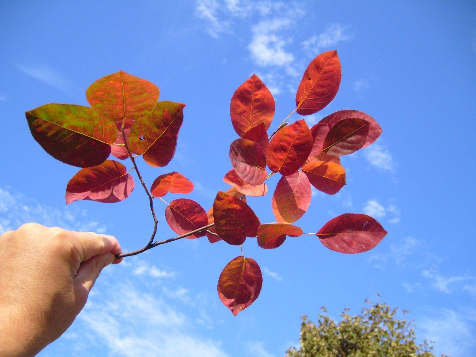 red-autumn-leaves-branch-in-hand