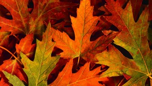 colourful_autumn_leaves-hd